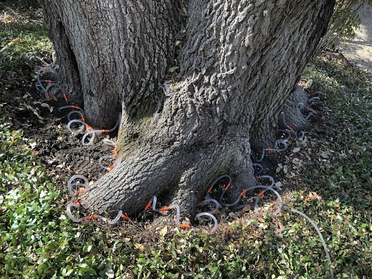 Detailed Tree Cabling and Bracing job site in Craftsbury Common