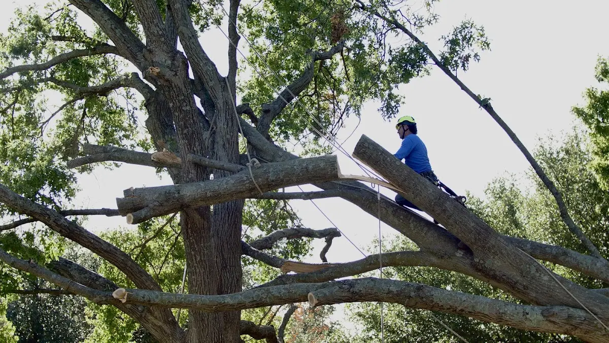 Professional Crown Thinning performed by certified arborists in Craftsbury Common