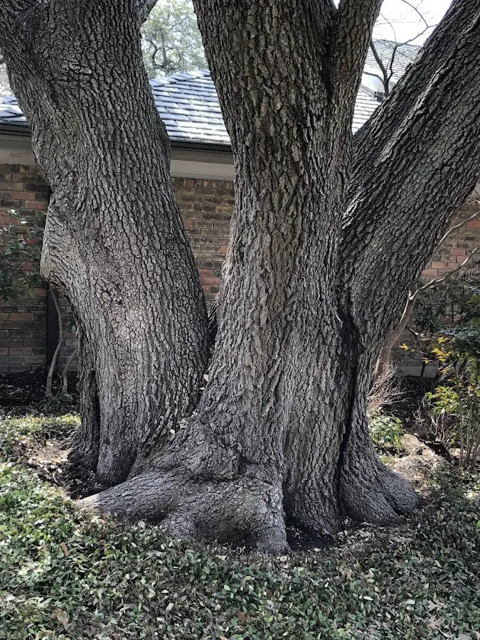 Mature heritage tree close to a Craftsbury Common property cared for by certified arborists
